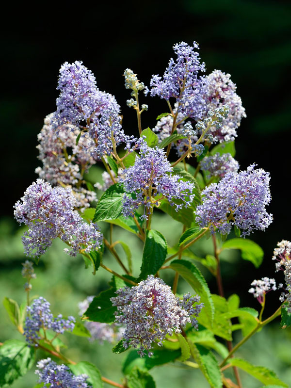 Ceanothus delilianus 'Gloire de Versailles', Blaue Säckelblume Ceanothus delilianus 'Gloire de Versailles', Blaue Säckelblume