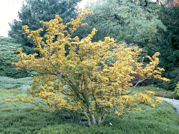 enkianthus-campanulatus Die Prachtglocke im Herbst