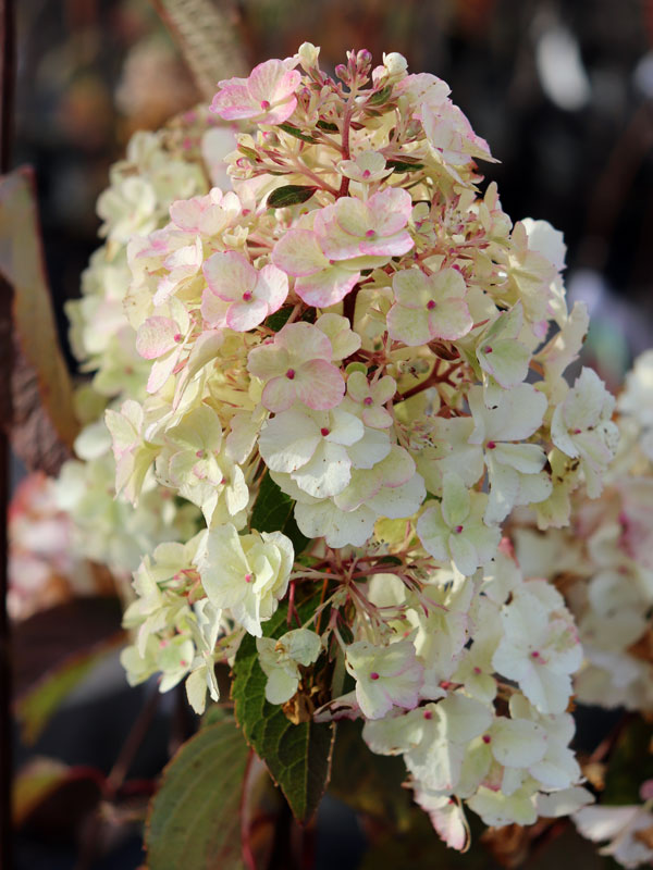 Rispen-Hortensie Bloody Marie mit überwiegend weisser Bluete