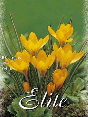 crocus_yellow_vernus Großblumiger Gartenkrokus 'Große Gelbe' (Art.Nr. 596266)