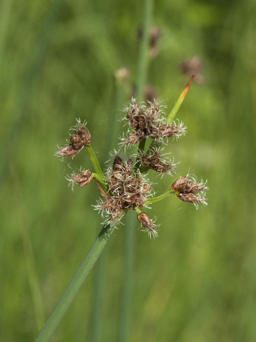 teichsimse