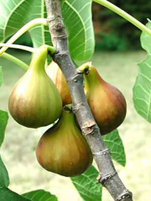 bayernfeige-violetta Bayernfeige 'Violetta' ®