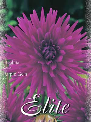 purple Kaktus-Dahlie 'Purple Gem', Dahlia (Art.Nr. 520080)