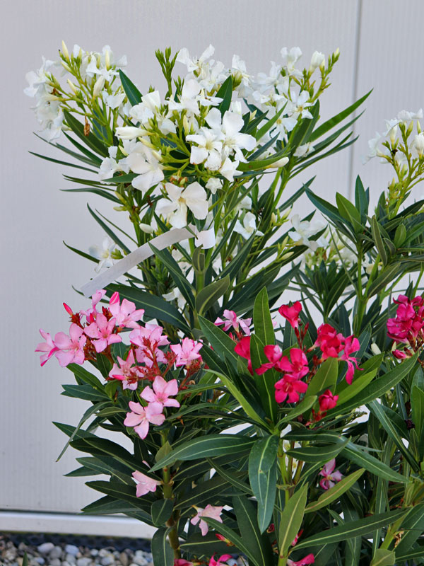 Nahaufnahme der mehrfarbigen Blueten des Oleander Tricolor