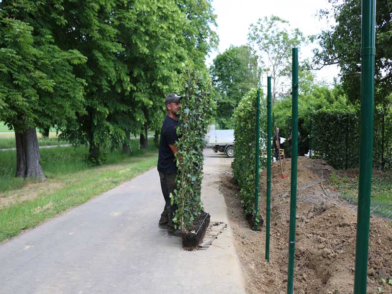 Ein Heckenelement Hedera helix 'Woerneri' wird platziert