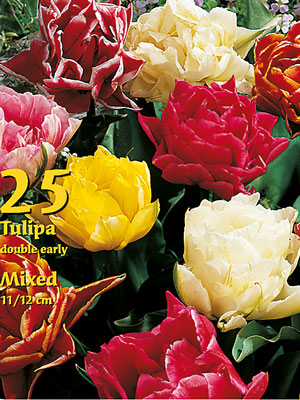 gefuellte_tulpen_grosspackung_44247_0 Gefüllte Tulpen-Prachtmischung (Großpackung) (Art.Nr. 597536)