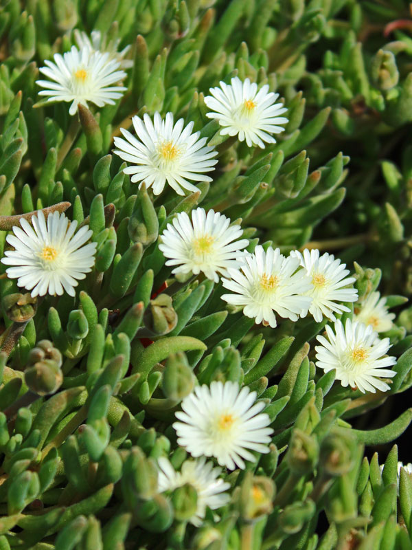 Blueten der Delosperma congestum White Nugget
