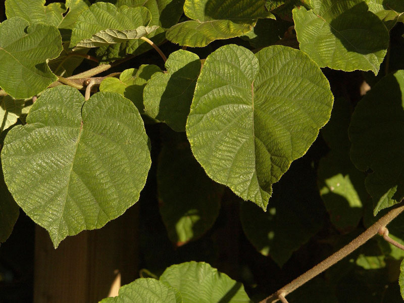 Männliche Kiwi 'Male' Männliche Kiwi 'Male'