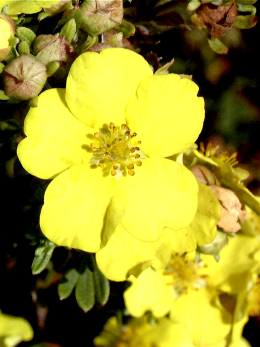 potentilla-goldteppich Potentilla Goldteppich Blüte