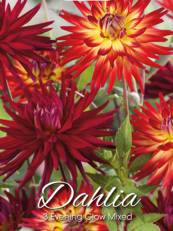 Evening-Glow Dahlien-Mischung