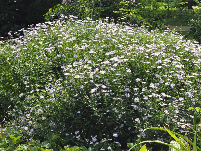 Mehrere Kalimeris Alba Pflanzen nebeneinander