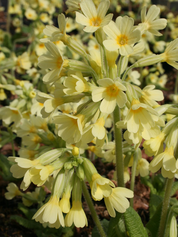Blüten Primula elatior Nahaufnahme gelber Blüten von Primula elatior