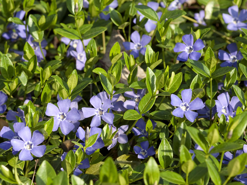 vinca-minor-4 Immergrün Blatt Blüte
