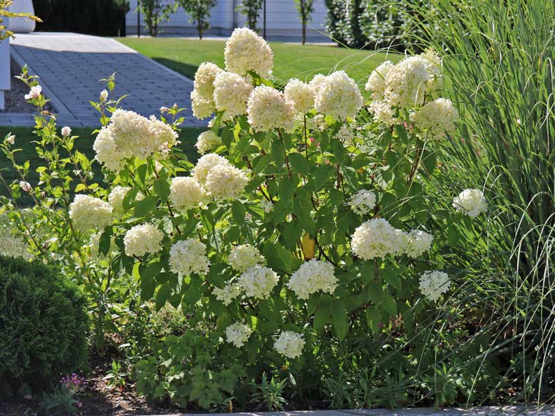 Rispenhortensie Limelight im Garten