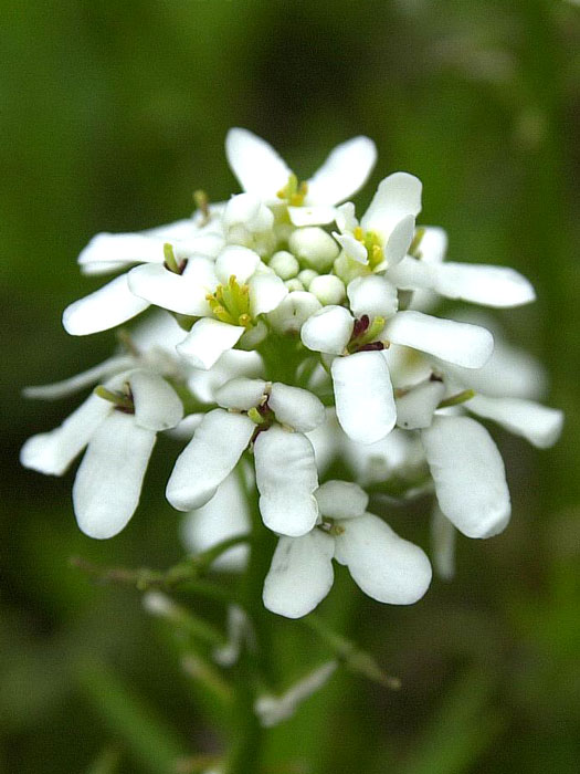 iberis-weisser-zwerg-bluete Iberis sempervirens 'Weißer Zwerg' (M), Schleifenblume