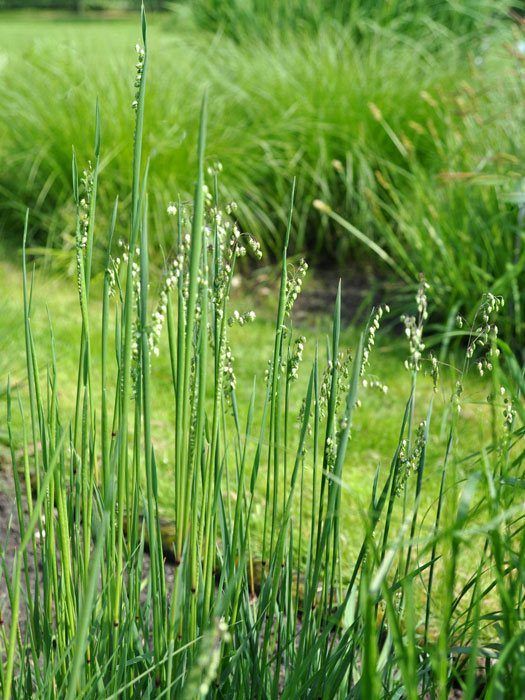 gemeines-zittergras Briza media (M), Gemeines Zittergras, Herz-Zittergras