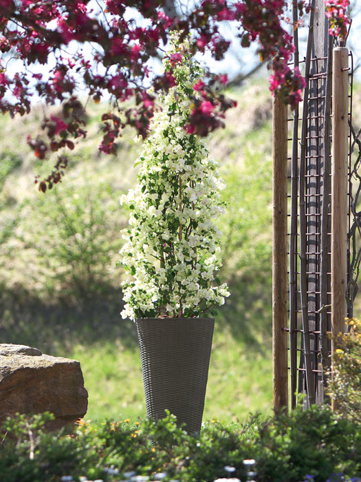 Runder Flechtkuebel bepflanzt