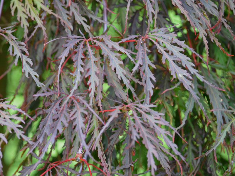 Blaetter des Acer palmatum Dissectum Garnet