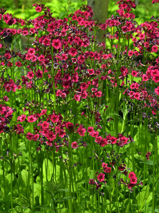 japan-schluesselblume