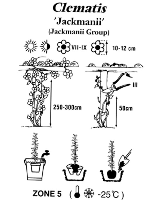 clematis-jackmanii Pflanz- und Pflegeanleitung