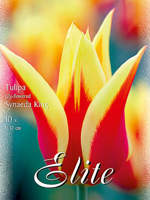 lilienbluetige_tulpe_synaeda_king_44173_0