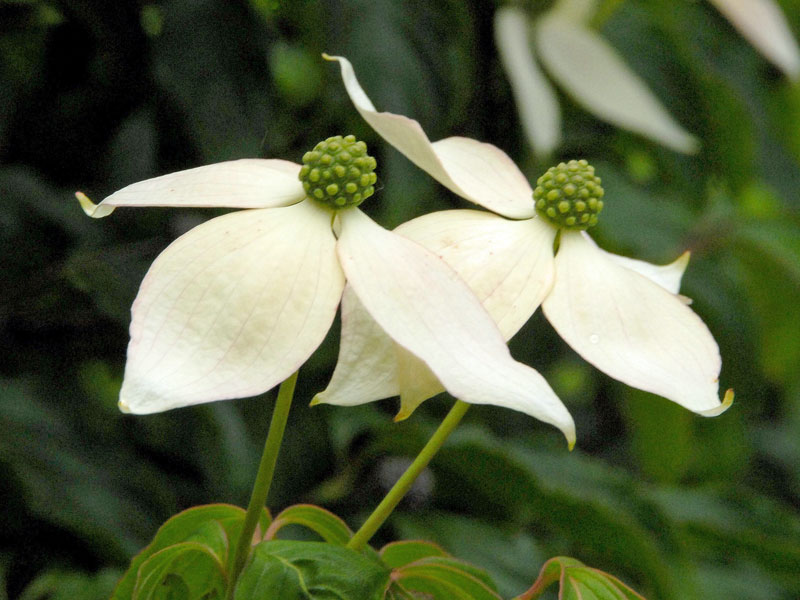Nahaufnahme der weissen Bluete des Cornus kousa