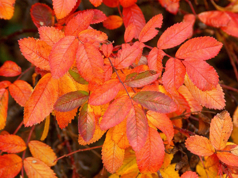 Herbstlaub der Rosa rugosa