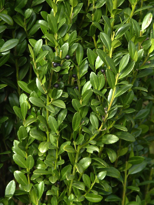 Ilex crenata 'Fastigiata', Säulen-Berg-Ilex Ilex crenata 'Fastigiata', Säulen-Berg-Ilex