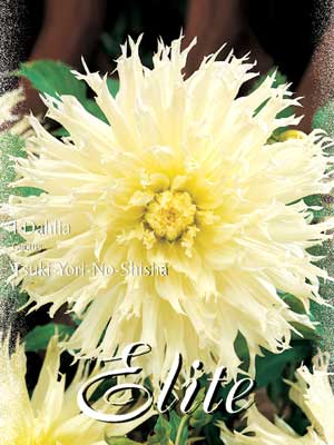 tsuki-yori Kaktus-Dahlie 'Tsuki-Yori-No-Shisha', Dahlia (Art.Nr. 520088)