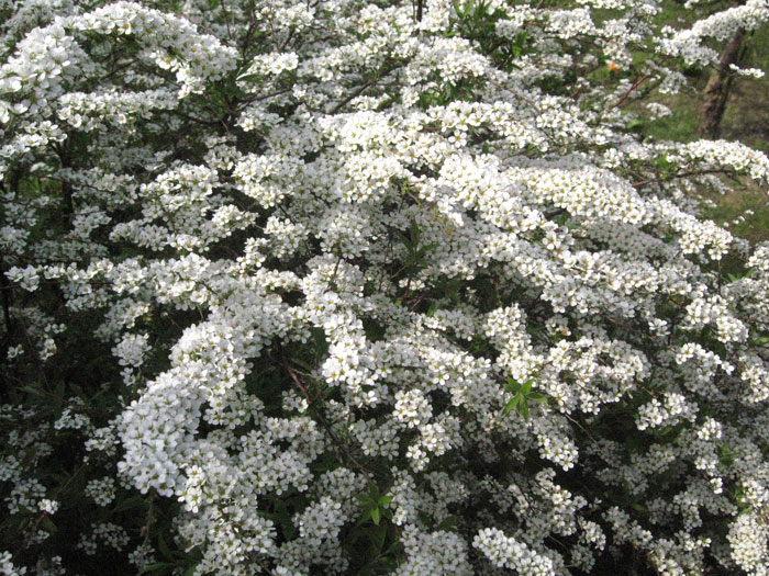 spiraea-grefsheim-strauch55599ea2942e2 Rispenspiere Grefsheim Krone