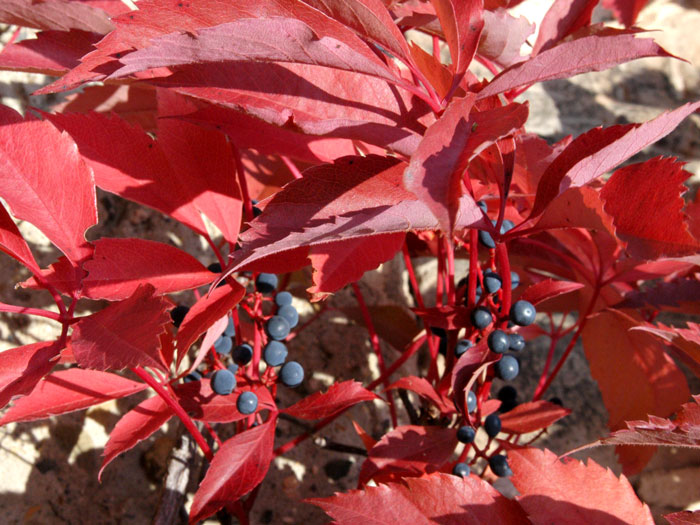 mauerwein-engelmannii Blatt und Beeren des Wilden Weins im Herbst