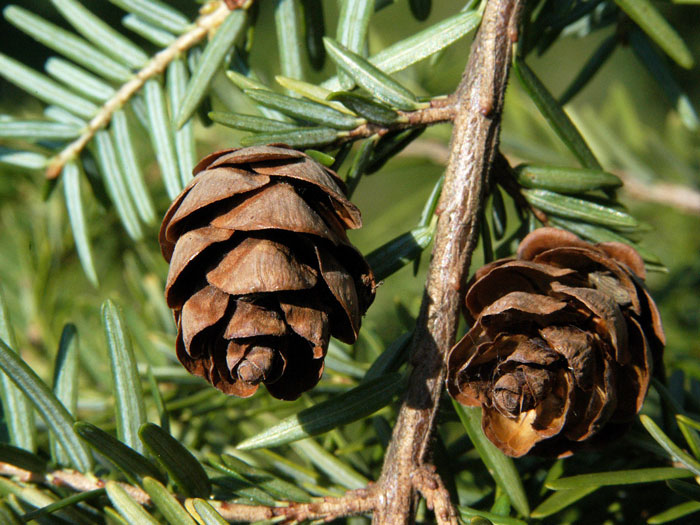 hemlocktanne-zapfen55599f5753938 Zapfen der kanadischen Hemlockstanne