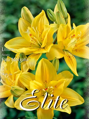 lilie_fata_morgana