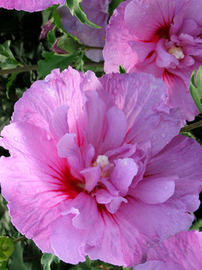 hibiscus_lavender_chiffon_1_46227_0 Blüte Roseneibisch Lavender Chiffon