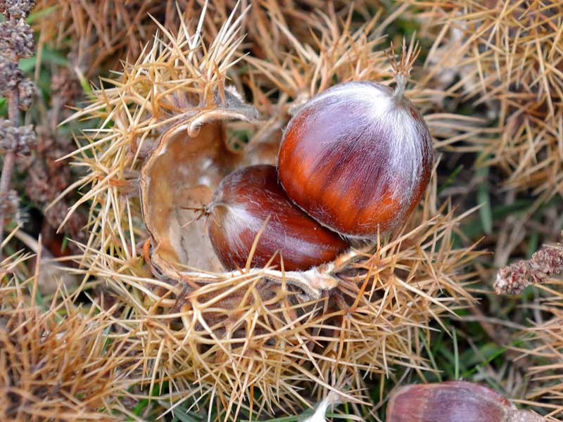 Nahaufnahme einer Frucht einer Castanea sativa
