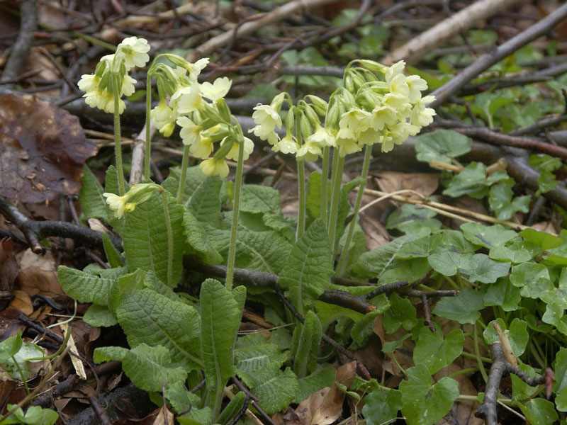Primula elatior Pflanze Eine blühende Primula elatior Pflanze im Wald umgeben von Geäst