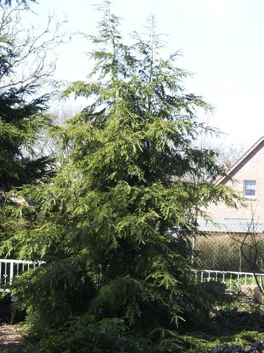 Tsuga canadensis als Gartenbaum