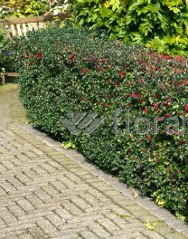 14245341_ilex_aquifolium_1_43422_2 Gemeine Stechpalme Hecke