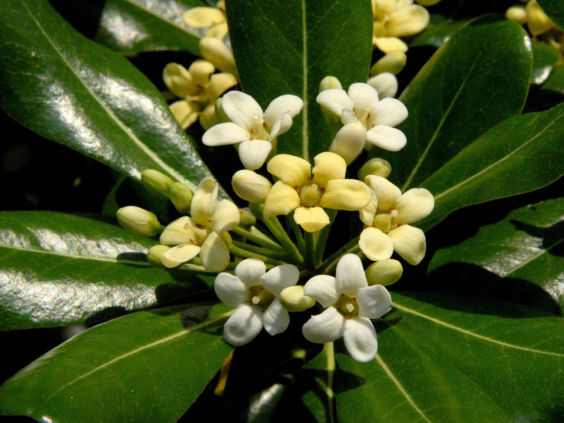 klebsame-bluete Pittosporum tobira, chinesische Klebsame