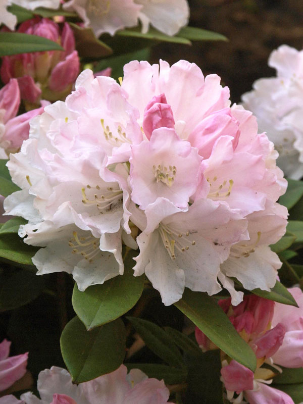 Nahaufnahme einer weiss-rosa Bluete eines Rhododendron Dreamland