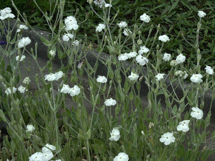 lychnis-coronaria-alba