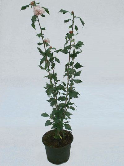 hibiscus_topf_jc_76869_2_46253_1 Garteneibisch als Topfpflanze für den Verkauf
