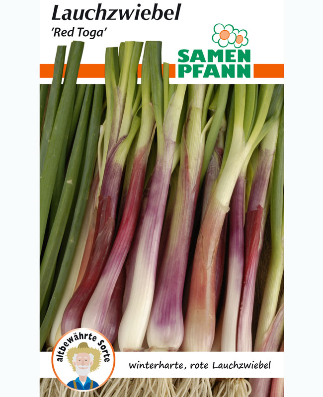 zwiebel-red-toga Rote Lauchzwiebel 'Red Toga' (Art.Nr. G916)