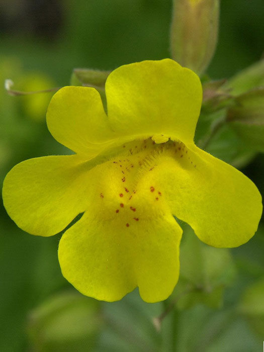 gauklerblume