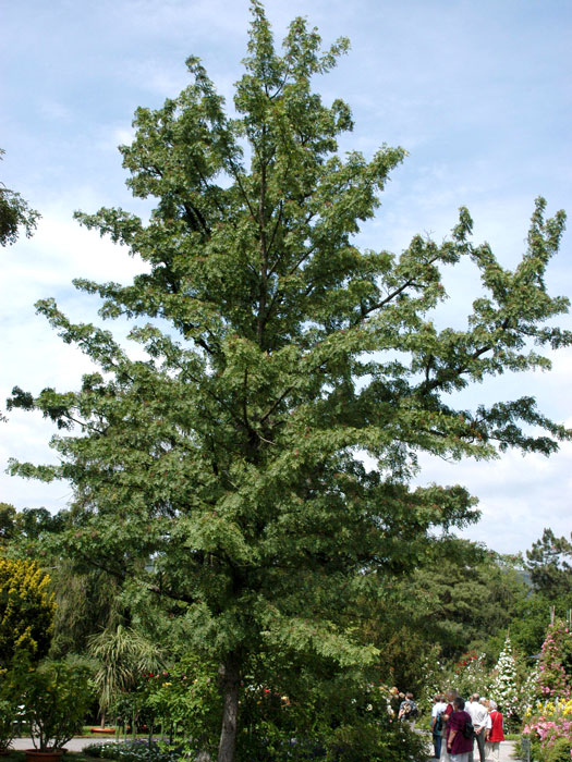 sorbus-domestica-speierling-1