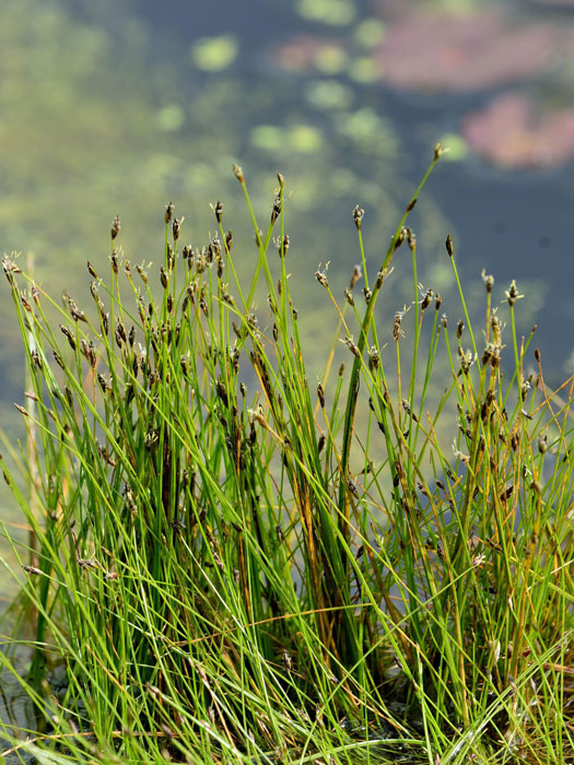 nadel-sumpfsimse Eleocharis acicularis, Nadel-Sumpfsimse