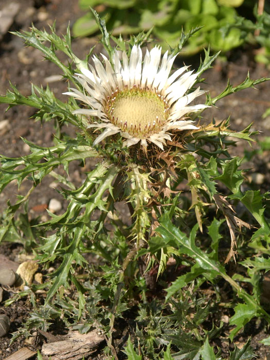 carlina-acaulis