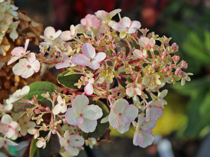 Rispenbluete einer Hortensie Bloody Marie