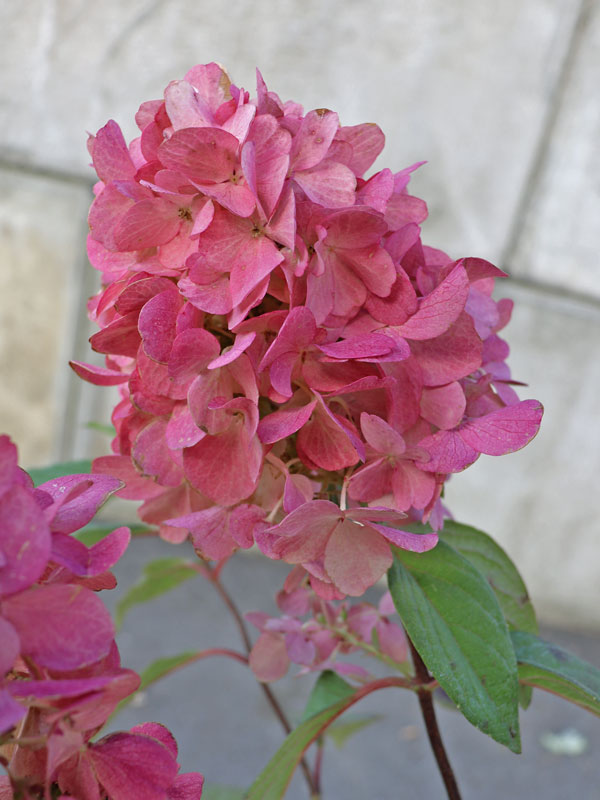 Nahaufnahme der roten Bluete einer Hortensie Bloody Marie