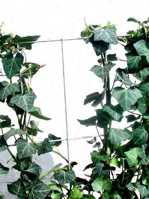 Efeu 'Woerneri' an einem Rankgerüst